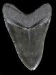 Large, Fossil Megalodon Tooth #41803-2